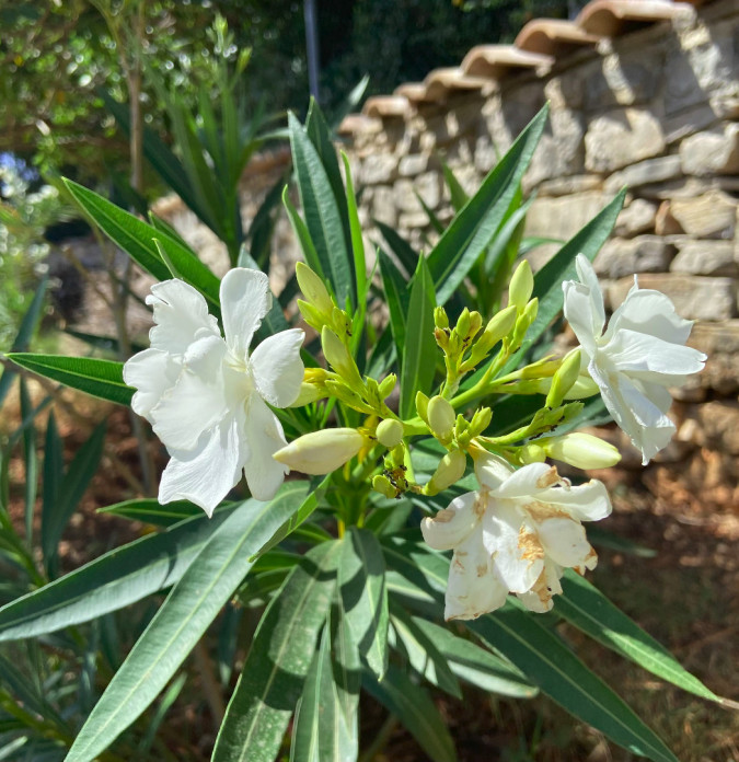 Holiday Home Oliveto, Fazana Apartments  Fažana