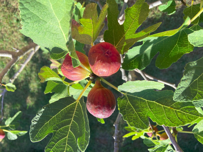 Holiday Home Oliveto, Fazana Apartments  Fažana